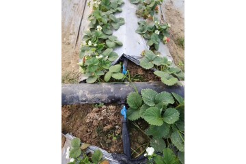 河南郑州节水灌溉在大棚蔬菜上的使用