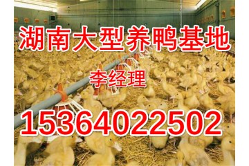 重庆大型养鸭基地大量供应鸭苗