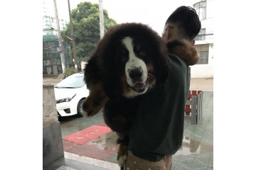 北京瑞士伯恩山幼犬的价格