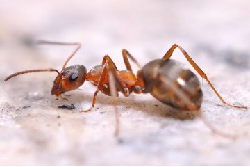 济宁灭蚂蚁