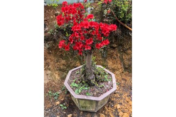 贵州映山红树苗
