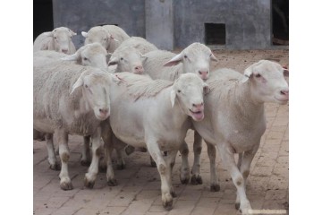 济宁梁山县多胎肉羊养殖示范基地常年出售多胎小尾寒羊杜泊绵羊