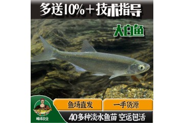 黑龙江大白鱼鱼苗供应，大白鱼鱼苗多钱一斤，本地大白鱼苗里有卖的