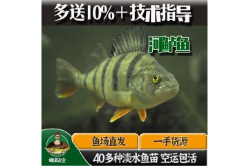 出售新疆河鲈鱼苗，鲜活五道黑河鲈鱼苗，福海五道黑鱼苗价格