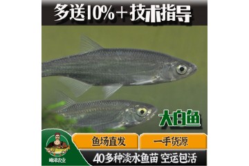 长期大量出售10斤大白鱼，人工养殖大白鱼苗供应，大白鱼苗多钱一尾