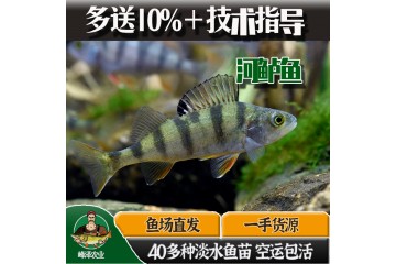 大量批发新疆河鲈鱼苗，鲜活河鲈鱼梭鲈鱼供应，冷水鱼河鲈鱼价格