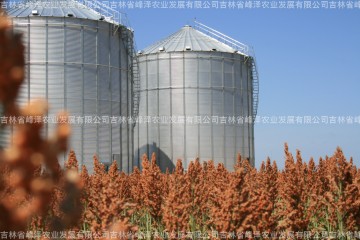 2024年东北高粱价格 黑龙江高粱主要种植区域价格 黑龙江高粱米产地